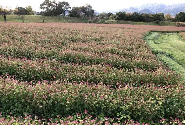 吉野ヶ里歴史公園の写真・動画_image_457026