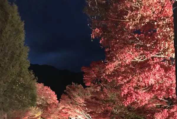 もみじ回廊の写真・動画_image_457248