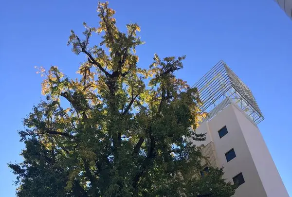 大いちょうの写真・動画_image_458068