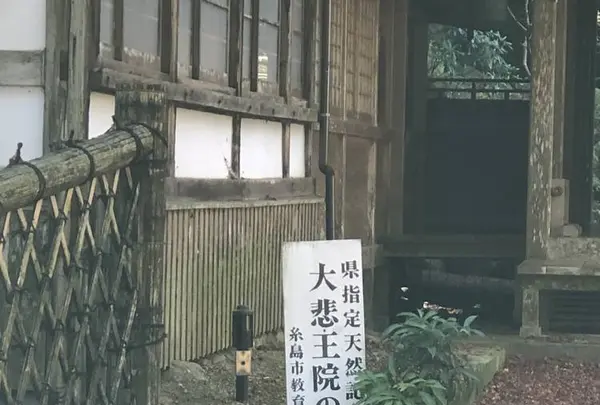 大悲王院の楓の写真・動画_image_460283