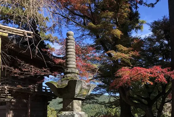 大悲王院の楓の写真・動画_image_460285