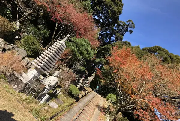 大悲王院の楓の写真・動画_image_460286