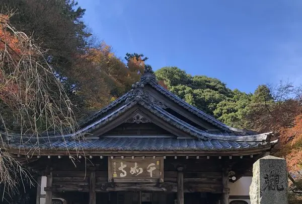 大悲王院の楓の写真・動画_image_460289