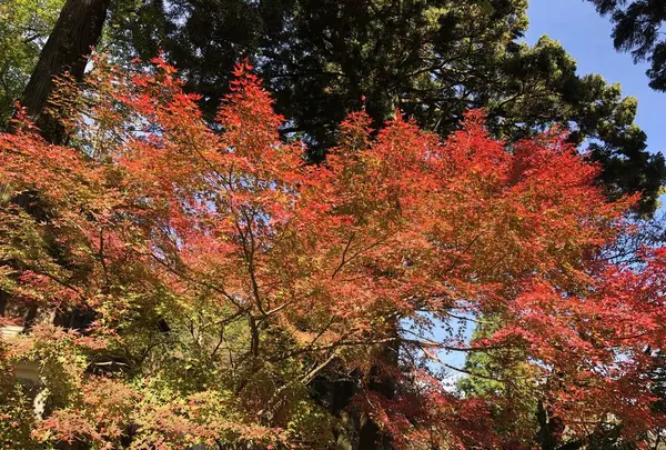 大悲王院の楓の写真・動画_image_460290