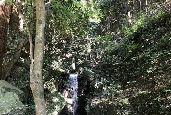 伊野天照皇大神宮の写真・動画_image_460297