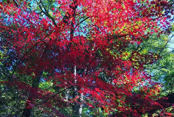 九年庵の写真・動画_image_460375