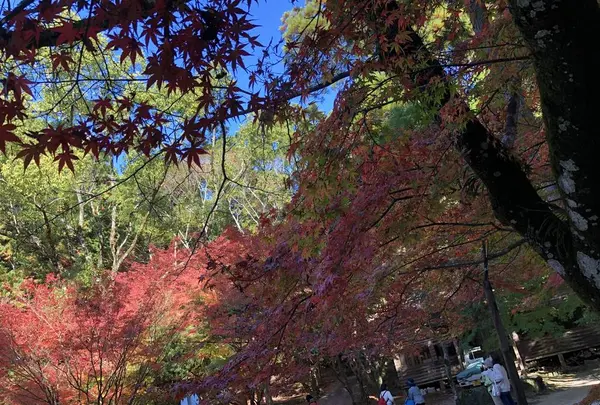 九年庵の写真・動画_image_460378