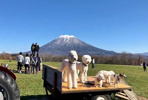高橋牧場ニセコミルク工房
