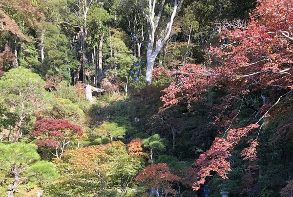 修善寺の写真・動画_image_462842