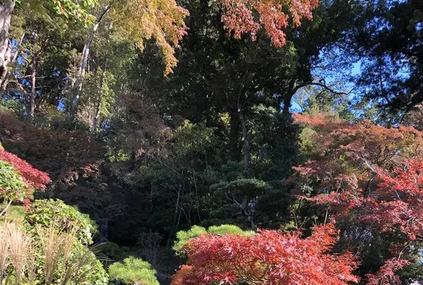修善寺の写真・動画_image_462845