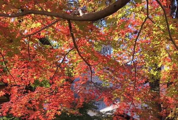 修善寺の写真・動画_image_462849
