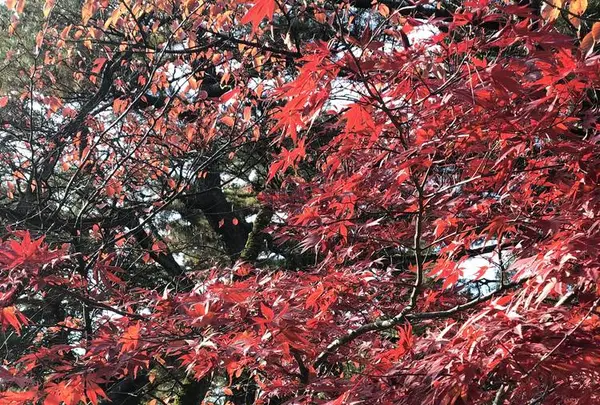 兼六園の写真・動画_image_463084