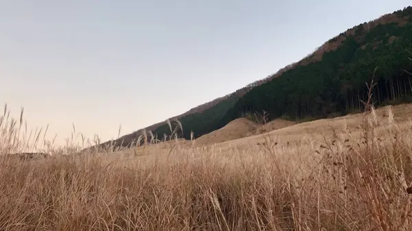 仙石原高原の写真・動画_image_463718