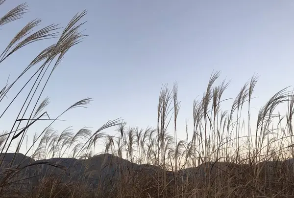 仙石原高原の写真・動画_image_463728