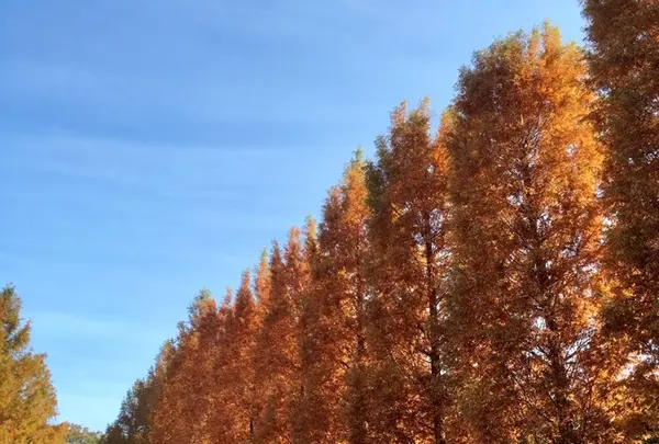 トーベ・ヤンソンあけぼの子どもの森公園の写真・動画_image_463781
