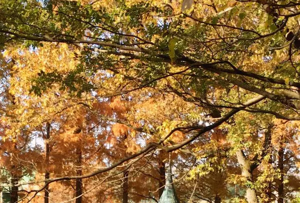 トーベ・ヤンソンあけぼの子どもの森公園の写真・動画_image_463782