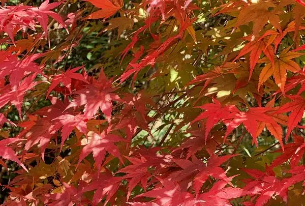 愛岐トンネル群の写真・動画_image_465578