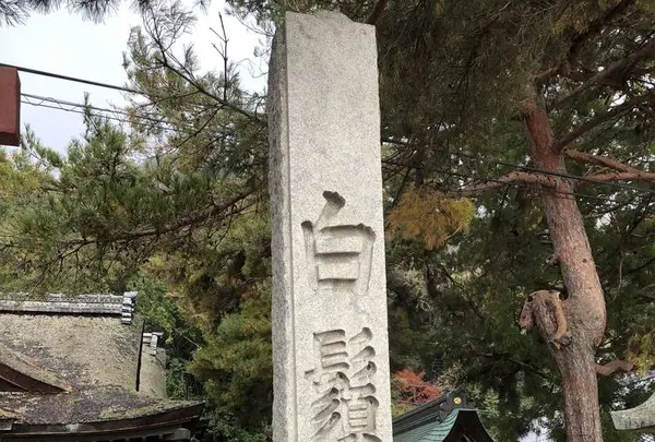 白鬚神社の写真・動画_image_468566
