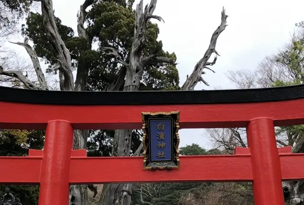 白浜神社の写真・動画_image_475723