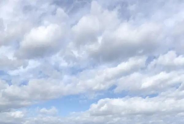 爪木崎の水仙の写真・動画_image_475759
