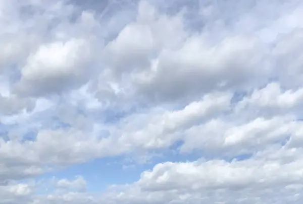 爪木崎の水仙の写真・動画_image_475760