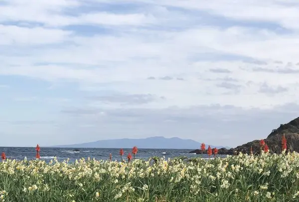 爪木崎の水仙の写真・動画_image_475762
