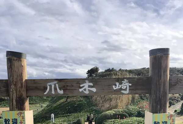 爪木崎の水仙の写真・動画_image_475764