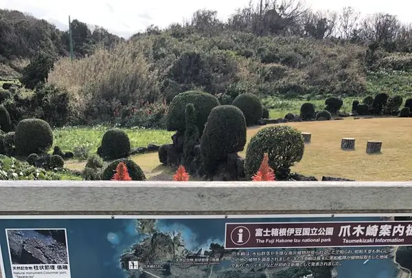 爪木崎の水仙の写真・動画_image_475765