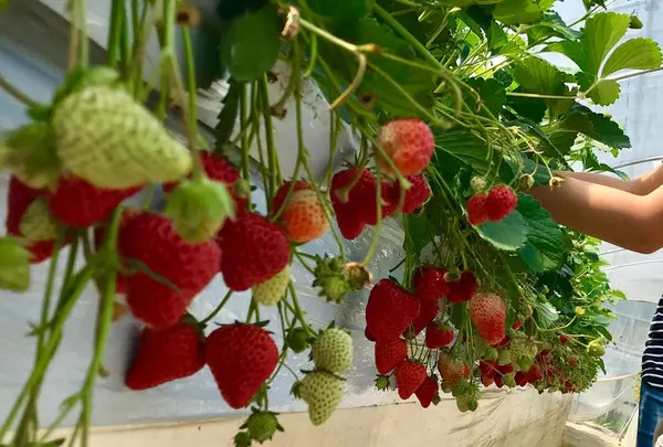 長島農園 - いちご狩りの写真・動画_image_477623