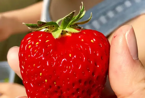 長島農園 - いちご狩りの写真・動画_image_477624