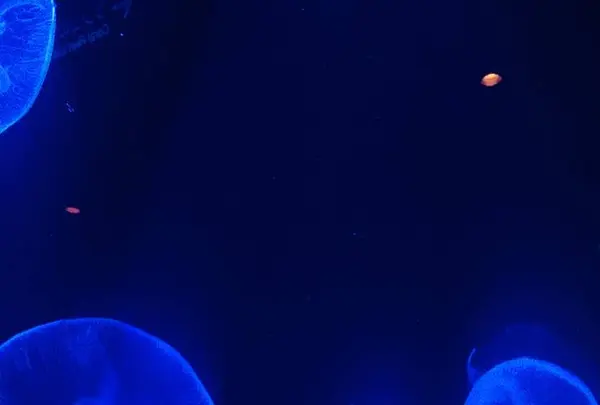 沖縄美ら海水族館の写真・動画_image_478650