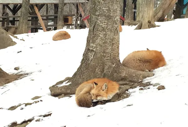 宮城蔵王キツネ村の写真・動画_image_483910