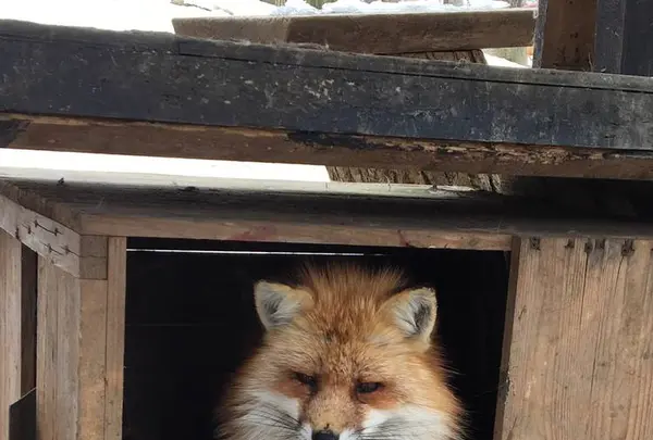 宮城蔵王キツネ村の写真・動画_image_483912