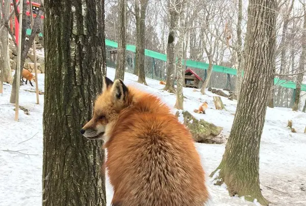 宮城蔵王キツネ村の写真・動画_image_483913