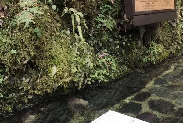 貴船神社の写真・動画_image_485331