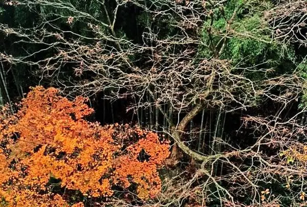 庄助の宿 瀧の湯の写真・動画_image_485342