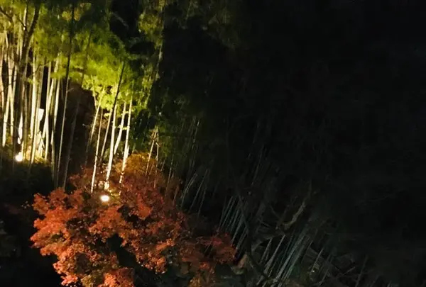 庄助の宿 瀧の湯の写真・動画_image_485343