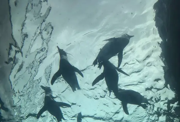 上越市立水族博物館 うみがたり（旧：上越市立水族博物館）の写真・動画_image_485345