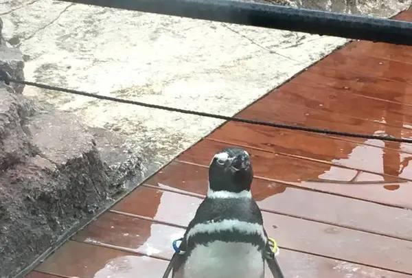 上越市立水族博物館 うみがたり（旧：上越市立水族博物館）の写真・動画_image_485346