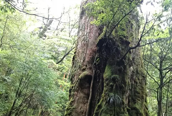 白谷雲水峡の写真・動画_image_486489