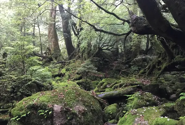 白谷雲水峡の写真・動画_image_486490