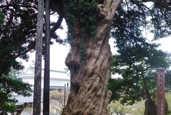 小田原城の写真・動画_image_486810