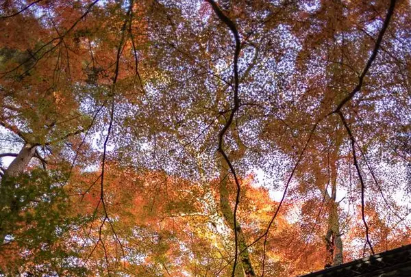 中尊寺の写真・動画_image_486889