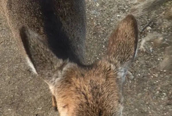 奈良公園の写真・動画_image_487458