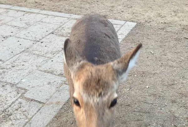 奈良公園の写真・動画_image_487459