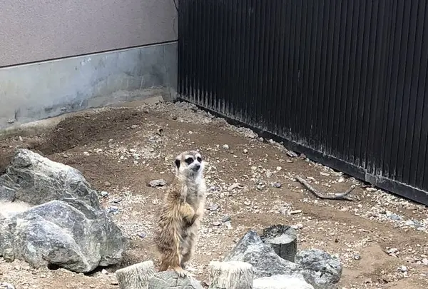 広島市安佐動物公園の写真・動画_image_487541