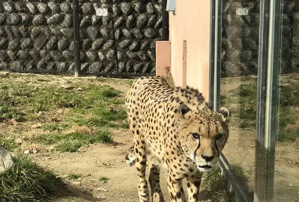 広島市安佐動物公園の写真・動画_image_487542