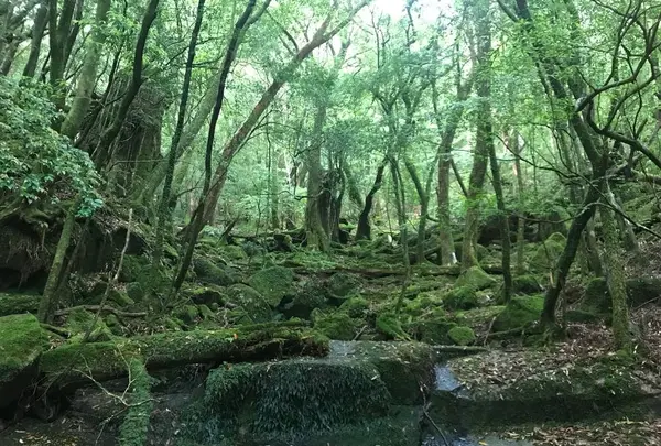 屋久杉の写真・動画_image_487959