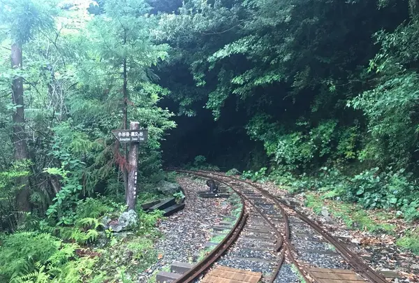 屋久杉の写真・動画_image_487961