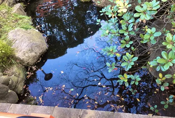 千葉神社の写真・動画_image_489651